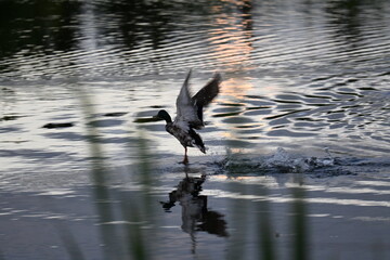 Obraz premium Ducks swimming on a pond in sunset
