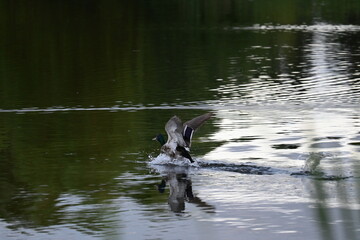 Ducks swimming on a pond in sunset
