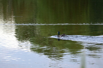 Ducks swimming on a pond in sunset