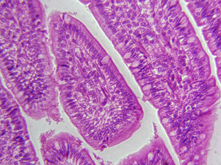 Histology Microscope Image of Mammal Uterine Tube Ciliated Columnar Epithelium with Goblet Cells (400x)