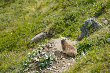 Alpine Marmot in Saas-Fee Mountain Meadow