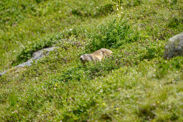 Alpine Marmot in Saas-Fee Mountain Meadow