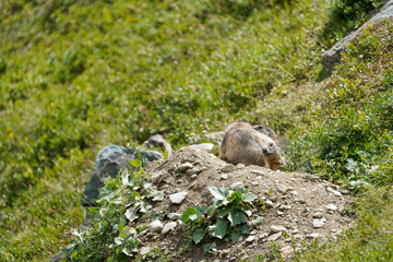 Alpine Marmot in Saas-Fee Mountain Meadow