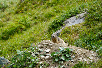 Alpine Marmot in Saas-Fee Mountain Meadow