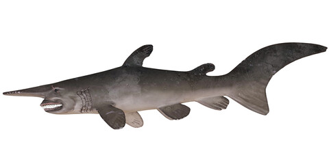 Realistic goblin shark model in profile view