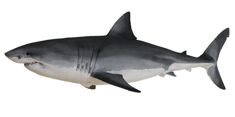 Great white shark isolated on a white background.