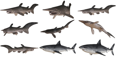 Collection of various shark species on white background
