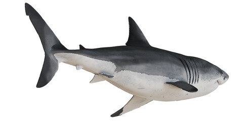 Realistic model of a great white shark.