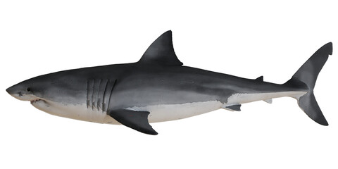 Realistic shark model on white background.