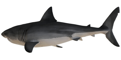 Realistic 3D model of a great white shark