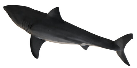 Fototapeta premium Realistic black and white shark model display.
