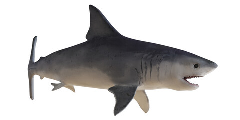 Obraz premium Great white shark isolated on white background