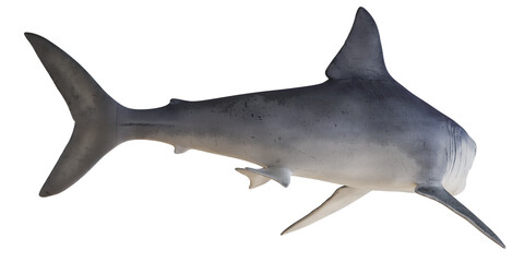 Great hammerhead shark swimming isolated on white.