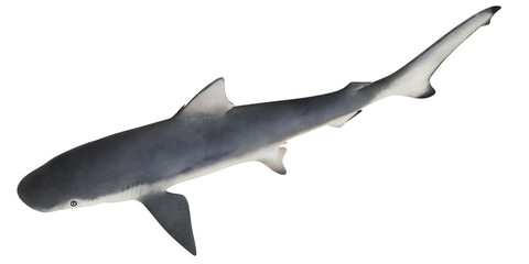 Gray reef shark swimming gracefully isolated.