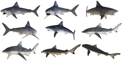 Set of realistic 3D shark models in various poses.