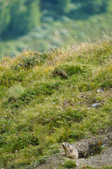 Alpine Marmots in Valais, Saas-Fee