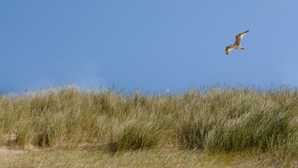 Möwe über den Dünen von Sylt