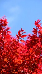 Vibrant red leaves against a clear blue sky.