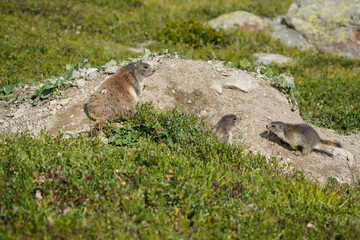 Alpine Marmot with Young in Mountain Meadow
