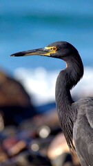 Fototapeta premium Close-up of a black heron's profile.
