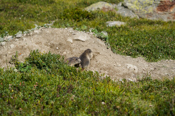 Alpine Marmot with Young in Mountain Meadow