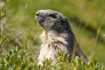 Close-Up of an Alpine Marmot in its Natural Habitat