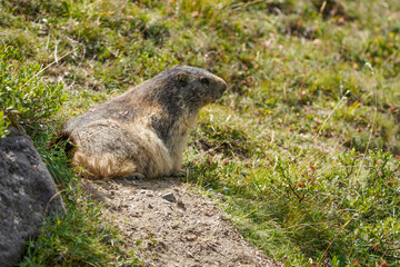 Close-Up of an Alpine Marmot in its Natural Habitat
