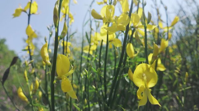 Close-up of yellow flowers of Spanish broom, Spartium junceum sway in the spring breeze against a blue sky on sunny day
