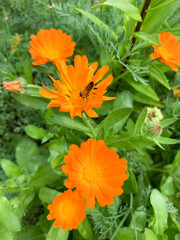 beautiful botanical shot, natural wallpaper, marigold, calendula
