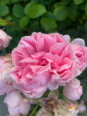 pink roses in the garden