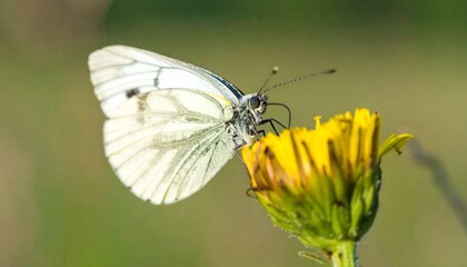 Obraz premium Close-up of a butterfly on a yellow flower.