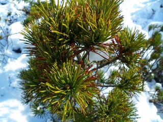 Pine foliage with a snowy background