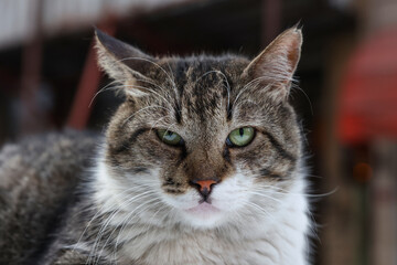 Obraz premium Cat portrait photo on street. Close-up portrait of a domestic cat with sharp focus on the eyes and soft fur texture.