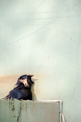 Aesthetic shot of black and brown Indian stray dog sitting on mint green wall with matching mint green background, bathed in warm sunlight, creating a minimal, serene, and artistic composition.