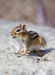 chipmunk on rock