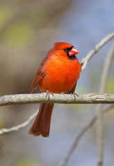 male cardinal on branch