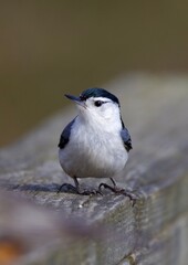 Naklejka premium white-breasted nuthatch on railing