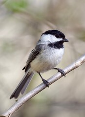 Obraz premium black-capped chickadee on branch
