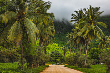 beautiful landscape of salalah oman during a khareef season.