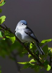 blue-gray gnatcatcher bird on branch