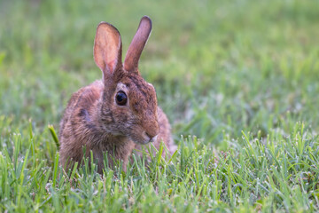 Portrait of a young rabbit.