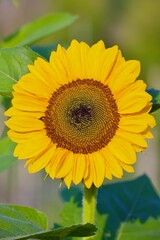 Obraz premium sunflower on a green background