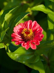 Fototapeta premium pink zinnia flower