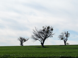 Three leafless trees with mistletoe growing on their branches, standing in a green wheat field under a cloudy blue sky. Rural agricultural spring landscape.