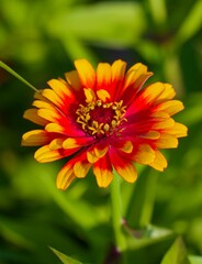 yellow and red zinnia flower