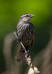 red-wing blackbird on branch