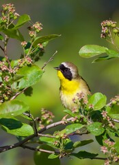 common yellowthroat on branch
