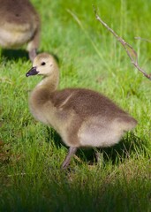 baby canadian goose