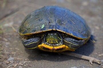turtle