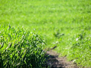 Young green wheat field with a narrow dirt path. Close-up of fresh wheat plants in spring, symbolizing agriculture and rural farming landscape.